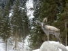 Steinbock
