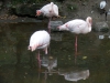 Flamingos