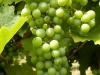 Wein