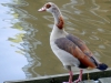 Nilgans