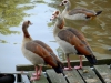 Nilgänse