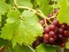 Weinrebe