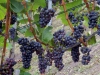 Weinreben